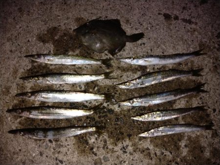 爆風カマス釣り